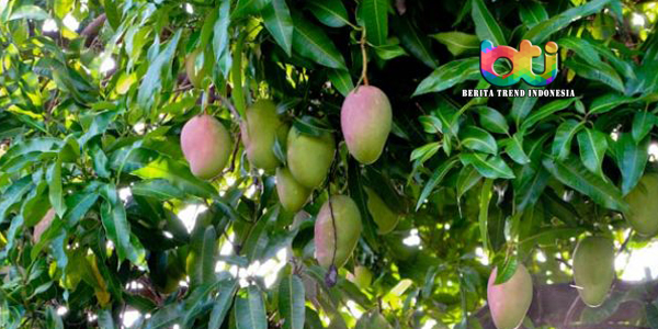 khasiat-khusus-daun-mangga-untuk-kesehatan