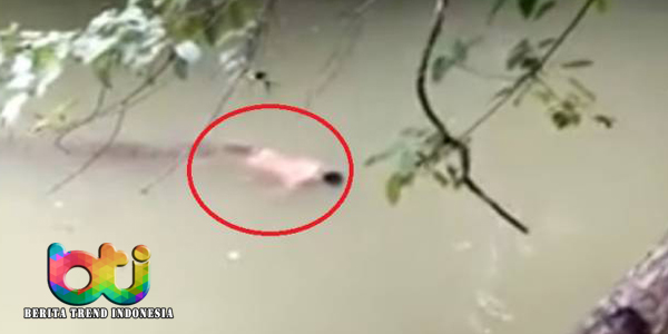 heboh-jasad-pria-diantar-buaya-sampai-ke-tepi