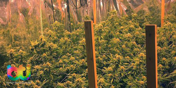 Polisi Menemukan Kebun Ganja Hidroponik Yang Diduga Harganya Mencapai Rp 5,2 Miliar