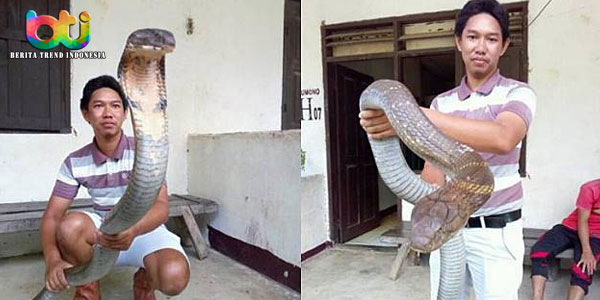 langka-seram-ular-ini-buat-heboh-media-sosial