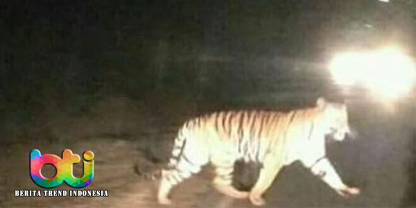 heboh-harimau-sumatera-berkeliaran-di-jalan-jambi