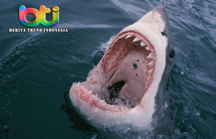 Sedang Mandi di Pantai, Seorang Wanita Tewas Diterkam Hiu