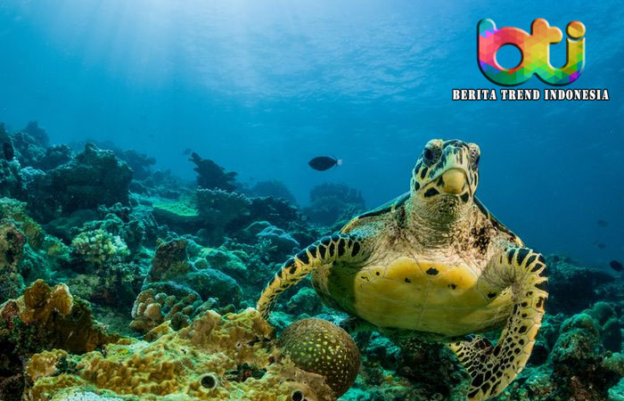 Selundupkan Penyu Langka, AS Ekstradisi Warga China dari Malaysia