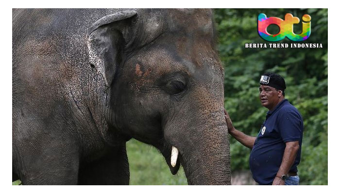 Kaavan, Gajah Paling Kesepian di Dunia Kini Punya Teman HidupKaavan, Gajah Paling Kesepian di Dunia Kini Punya Teman Hidup