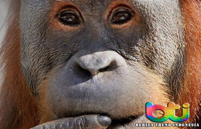 Dua orangutan yang terancam punah dan diselundupkan ke Thailand tiga tahun lalu, akhirnya dipulangkan ke Indonesia pada Kamis (17/12) waktu setempat. Kedua orangutan
