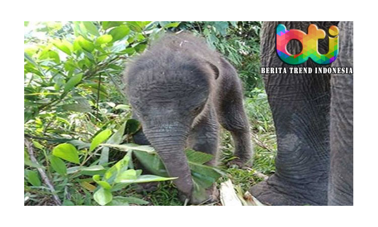Dramatis, Pria Ini Selamatkan Nyawa Bayi Gajah yang Ditabrak Sepeda Motor