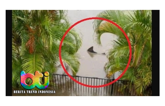 Queensland Banjir, Seekor Ikan Hiu Tertangkap Kamera Berenang di Halaman
