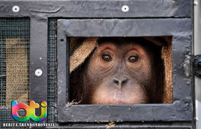Detik-detik Kepulangan 11 Orangutan ke Indonesia, Usai Diselamatkan dari Penyelundupan di Thailand dan Malaysia