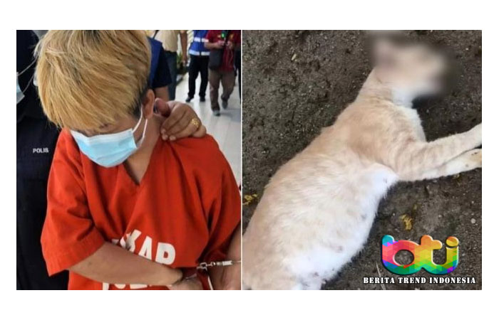 Pukul Kucing Betina hingga Mati, Seorang Wanita di Malaysia Dibui 4 Hari