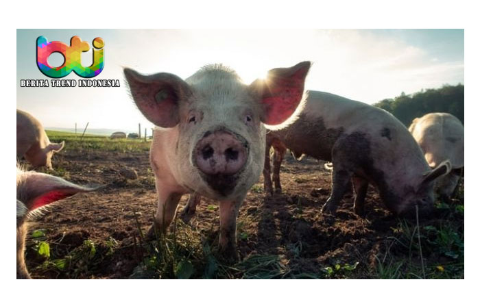 Tak Hanya Corona, Hong Kong Dilanda Demam Babi, Ribuan Celeng Dimusnahkan