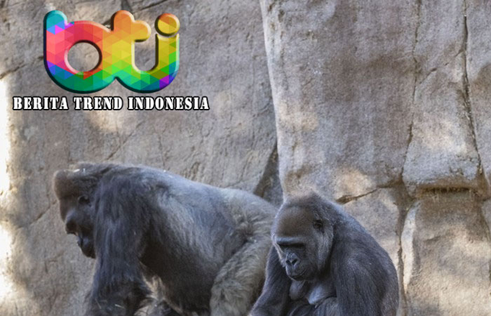 Covid Jangkiti Gorila, Vaksin Eksperimen Diberikan kepada Kera-kera BesarCovid Jangkiti Gorila, Vaksin Eksperimen Diberikan kepada Kera-kera Besar