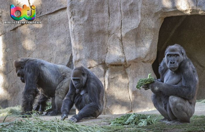 Kera Besar di Kebun Binatang AS Dapat Vaksin Covid-19 Eksperimen