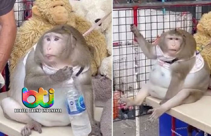 Bernama Godzilla, Monyet Ini Jadi Gemuk karena Diberi Junk Food oleh Pengunjung