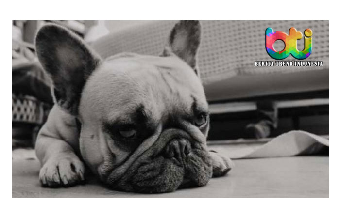 Bulu Anjing di Rusia Kini Warna-Warni, Apa Penyebabnya?